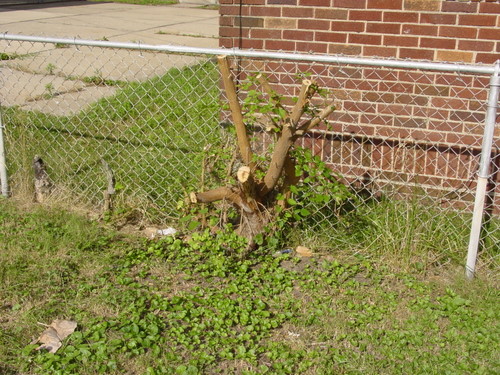 ./Gallery/2011 Bennet Lot Tree Removal/DSC06432.JPG